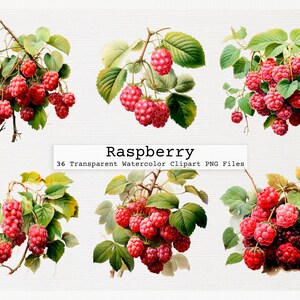 Raspberry Clip Art Bundle - 36 Quality Transparent Watercolor Png Digital Download Files Commercial License Download Raspberry Clip Art Png