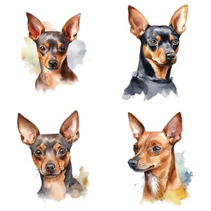 Imágenes prediseñadas de Pinscher en miniatura, arte del rey de los juguetes dibujado a mano, ilustración de raza enérgica y segura, diseño canino elegante y refinado