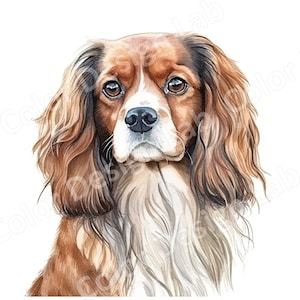 Affectueux Cavalier King Charles Spaniel Clipart, ensemble de 8 images d'art de chien, téléchargement numérique à usage commercial, épagneul haute résolution