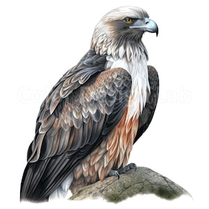 Fischadler Vogel druckbare Clipart-Bundle - Set mit 8 hochwertigen Hängeohrringen PNG, digitaler Download, kommerzielle Nutzung, Wandkunst