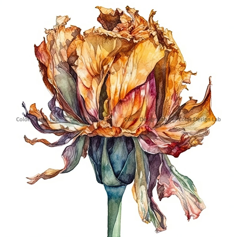 Wilted Flower Clipart Set of 12