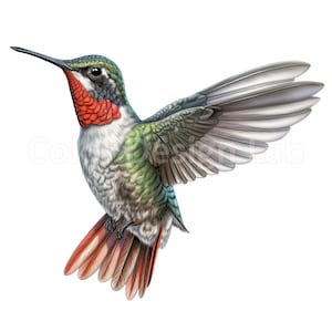 Rubin-throated Kolibri Clipart - 8 druckbare Kunst PNGs, hochauflösende, kommerzielle Nutzung, digitaler Download