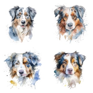 May include: Four watercolor paintings of Australian Shepherd dogs. Each dog is depicted with a different color pattern, including blue merle, red merle, and black tri.