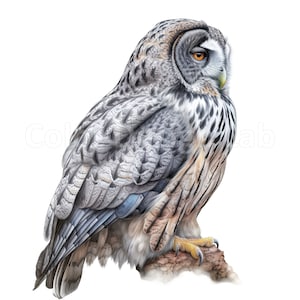 Barred Owl Clipart - Set aus 8 hochwertigen Barred Owl Art PNG, digitaler Download, kommerzielle Lizenz, sofortiger Download