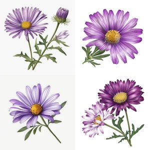 Lila Gänseblümchen Clipart - 24 hochwertige JPGs - Digitaler Download - Perfekt für Karten, Einladungen, Wandkunst und Kunsthandwerk