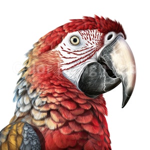 Scarlet Macaw Art Printable Clipart Bundle - Ensemble de 8 PNG, Téléchargement numérique instantané, Licence commerciale, Graphiques de haute qualité