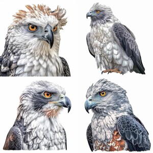 Harpy Eagle Clipart, 8-piece Art PNG Set, Digital Download, Commercial ...