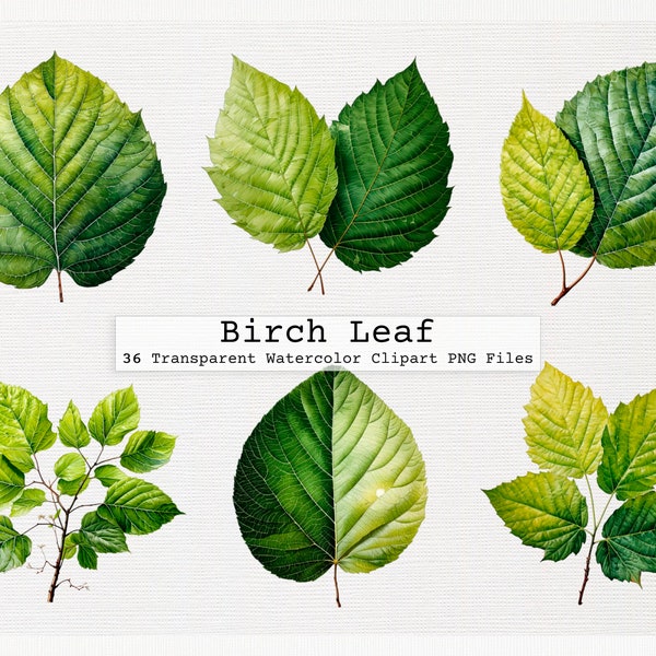 Birch Leaf Clipart Bundle Of 36 Quality Transparent Watercolor Png Digital Download Files Commercial License Download Png Birch Leaf