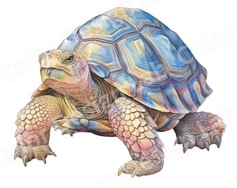 Schildkröte druckbare Clipart, Set mit 8 hochauflösenden Schildkröten PNGs, digitaler Download, kommerzielle Lizenz erlaubt, perfekt für die Wandkunst