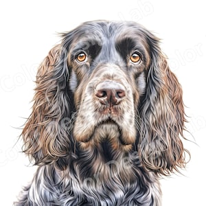 Sociable Cocker Spaniel Clipart, 8-Image Dog Art Printable Bundle, Téléchargement numérique, Cocker Spaniel haute résolution, Licence commerciale