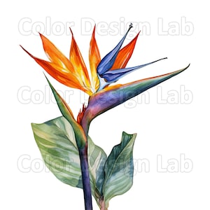 極楽鳥の花の印刷可能なクリップアート - 8 枚セット PNG、高品質の花のデジタルダウンロード、商用利用可能なアート