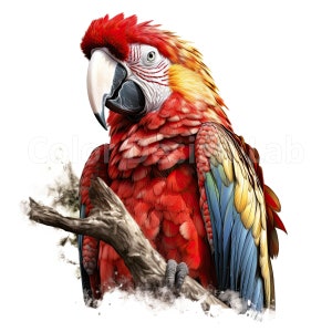Scarlet Macaw Art Printable Clipart Bundle - Set of 8 PNG, Instant Digital Download, Commercial ...