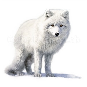 Happy Arctic Fox Clipart - lot de 8 oeuvres d'art imprimables PNG, téléchargement numérique, art mural, licence d'utilisation commerciale