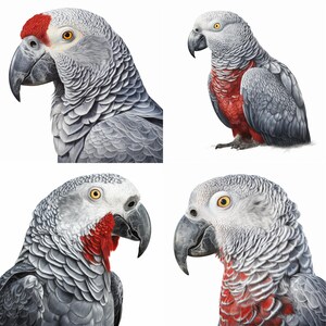 African Grey Parrot Digital Download, High-res PNG Clipart, Commercial ...