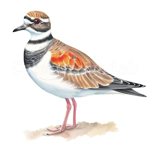 Killdeer Bird Clipart, Ensemble de 8 Art PNG imprimable, Utilisation commerciale, Haute Résolution, Téléchargement numérique