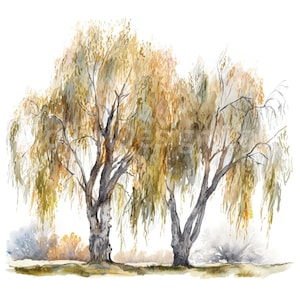 Flüsternde Weide Bäume Clipart - Sofortiger digitaler Download, Set von 8 hochwertigen, transparenten PNG, kommerzielle Nutzung