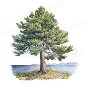 Clipart stampabile Lakeside Pine Tree, 8 PNG ad alta risoluzione, Download digitale, Uso commerciale consentito, Perfetto per l'arte della parete