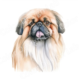 Süße Pekinese Clipart, Set von 8 hochauflösenden Pekinesen Bilder, Pekinese digitaler Download, Hund Kunst, kommerzielle Lizenz