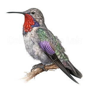 Anna’s Hummingbird Clipart Bundle - Ensemble de 8 imprimables d’art, Téléchargement numérique à usage commercial, PNG haute résolution