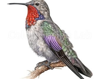 Anna's Hummingbird Clipart Bundle - Set of 8 Art Printables, Commercial Use Digital Download, High Resolution PNGs