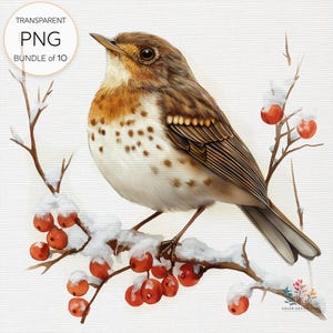 Paquete de imágenes prediseñadas de aves de invierno: búho nival, cardenal, carbonero y más, 10 imágenes PNG transparentes, descarga digital para arte inspirado en la naturaleza