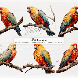 Parrot Clip Art Bundle - 36 Quality Transparent Watercolor Png Digital Downloads With Commercial Use License - Parrot Watercolor Clipart