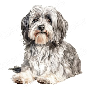 Clipart bichon havanais confortable, 8 images d'art de chien haute résolution, téléchargement numérique, utilisation commerciale, bichon havanais mignon imprimable Wall Art