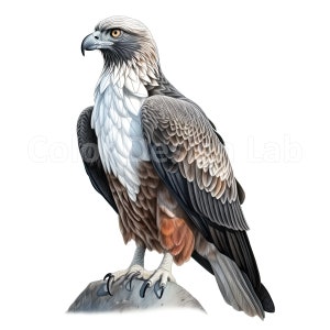 Osprey Bird Printable Clipart Bundle - Set of 8 High-quality Osprey PNG, Digital Download ...