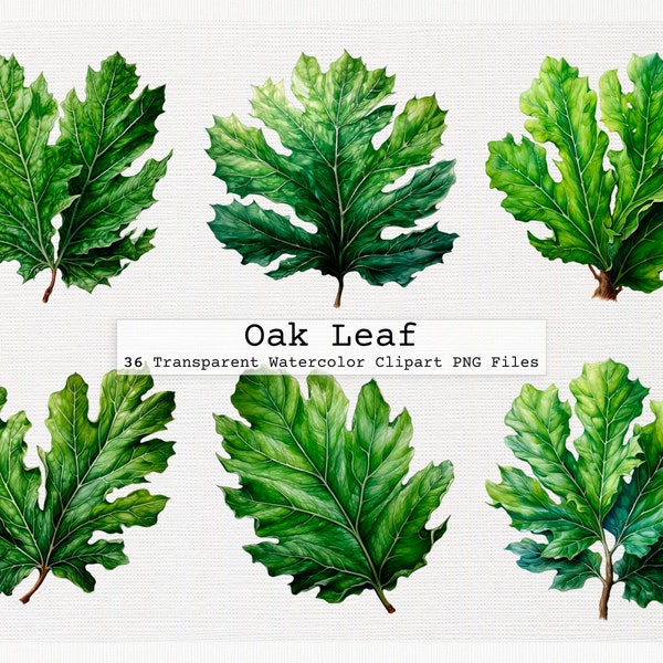 Oak Leaf Clipart Bundle Of 36 Quality Transparent Watercolor Png Digital Download Files Commercial License Download Png Oak Leaf Clipart