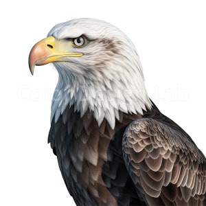 Águila calva Clipart - 8 piezas de arte de calidad, descarga digital, licencia comercial, PNG de alta resolución, decoraciones de arte de pared