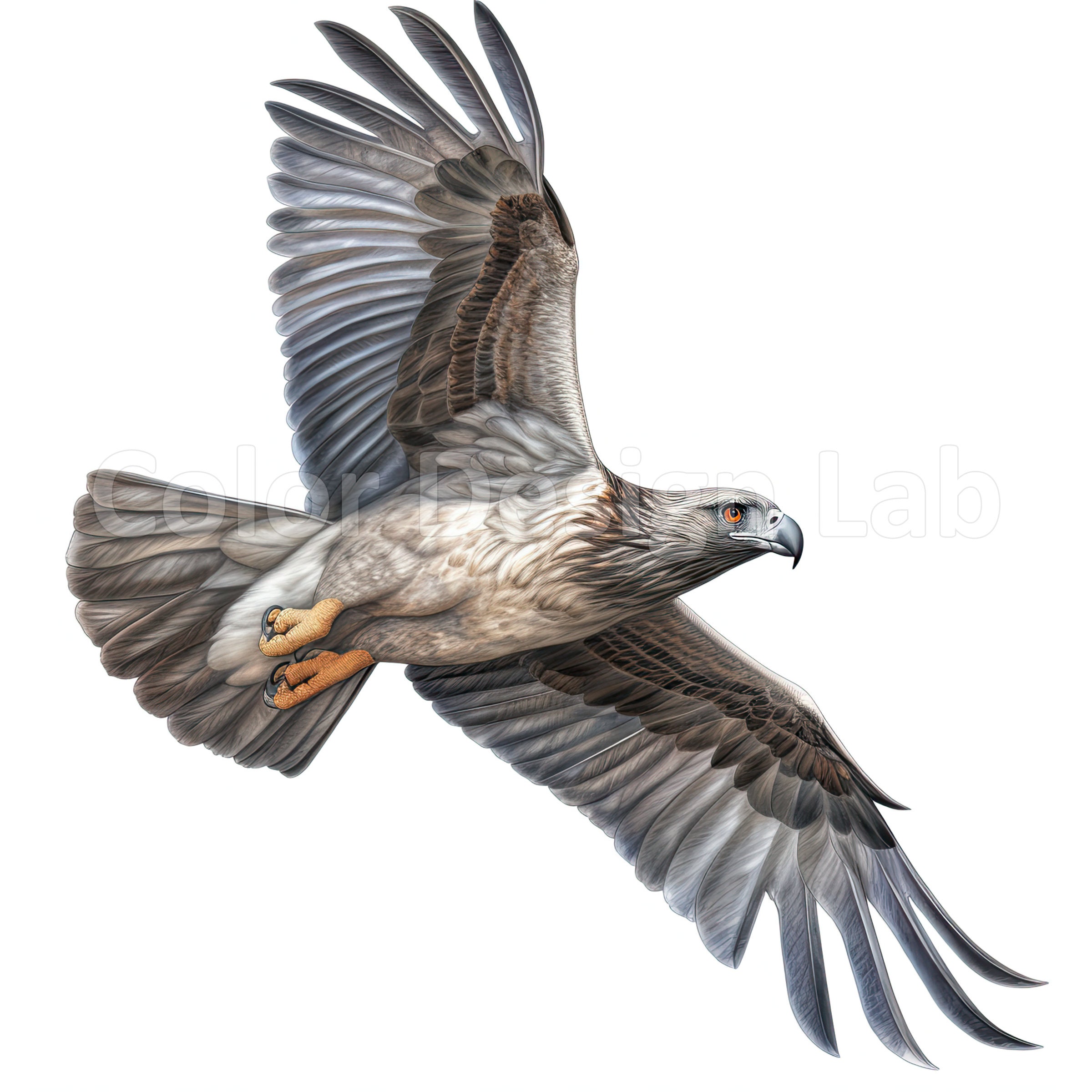 Osprey Bird Printable Clipart Bundle Set of 8 High-quality - Etsy
