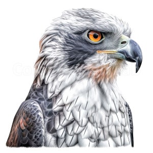 Harpy Eagle Clipart, 8-piece Art PNG Set, Digital Download, Commercial ...