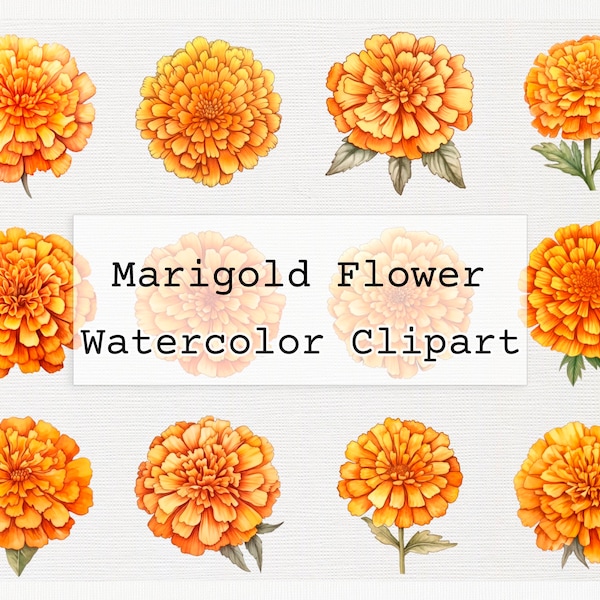 Marigold Flower Clip Art Commercial License Watercolor png Marigold Fields Download Digital Marigold Flower Clip Art