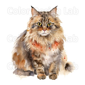 Conjunto de clipart de gato British Longhair - 8 PNGs de gato de alta qualidade, download digital, uso comercial permitido, perfeito para scrapbooking