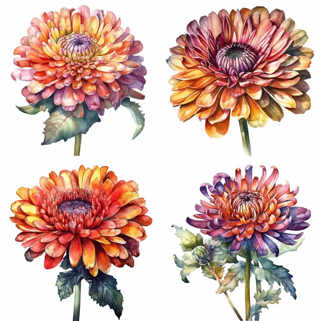 Mum Flower Clipart Set of 12 Highquality Chrysanthemum Floral PNG