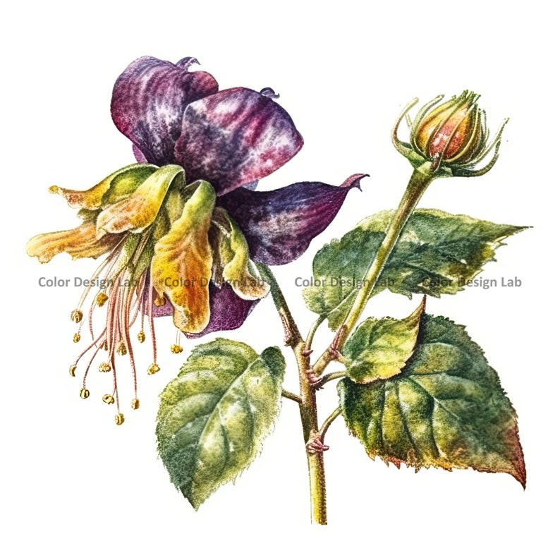 Kalachuchi Flower Clipart - 12 PNG High-resolution Kalachuchi Flowers ...