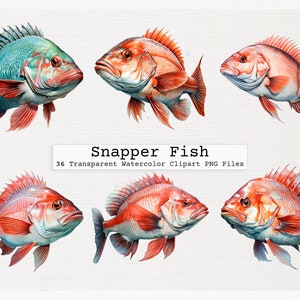 Snapper Fish Clipart Bundle - 36 Transparent Watercolor Png Digital Download Files For Commercial License Snapper Fish Watercolor Clipart