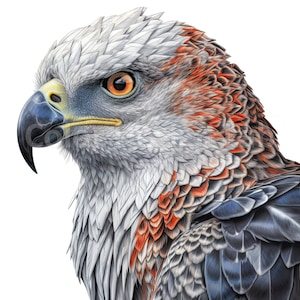 Harpy Eagle Clipart, 8-piece Art PNG Set, Digital Download, Commercial ...