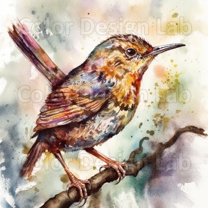 Wren Clipart Set - 8 Wren imprimable de haute qualité PNG, Téléchargement numérique, Licence commerciale, Parfait pour la fabrication de cartes, Invitations, Art mural