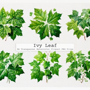 Ivy Leaf Clipart Pacote De 36 Qualidade Transparente Aquarela Png Arquivos De Download Digital Licença Comercial Baixar Png Ivy Leaf Clipart