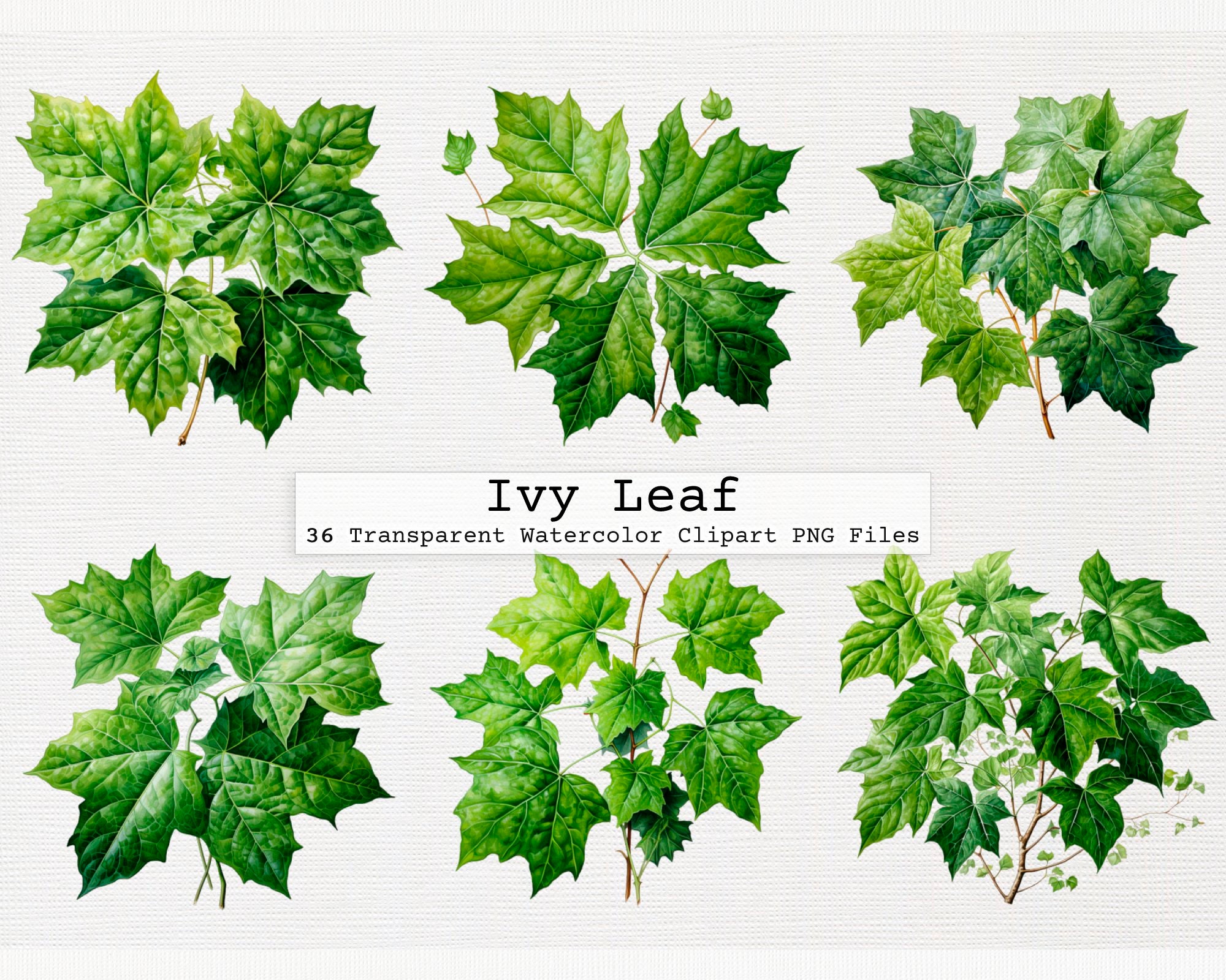 Ivy Leaves Clipart Transparent PNG Hd, Ivy Leaves Free Illustration, Ivy  Clipart, Ivy Leaves, Fresh Literary Green Leaves PNG Image For Free Download
