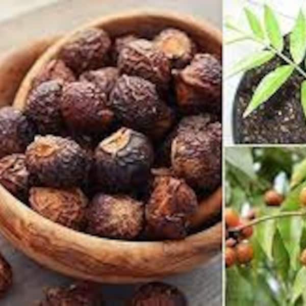 Soap Nut Seeds Etsy