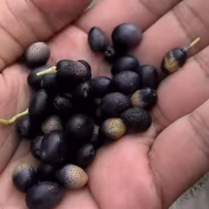 Curry leaves seeds for planting