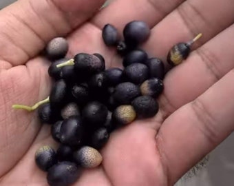 Curry leaves seeds for planting