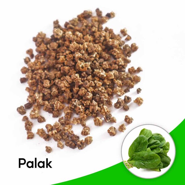 Semillas comestibles de espinaca - Beej Palak - Spinacia oleracea