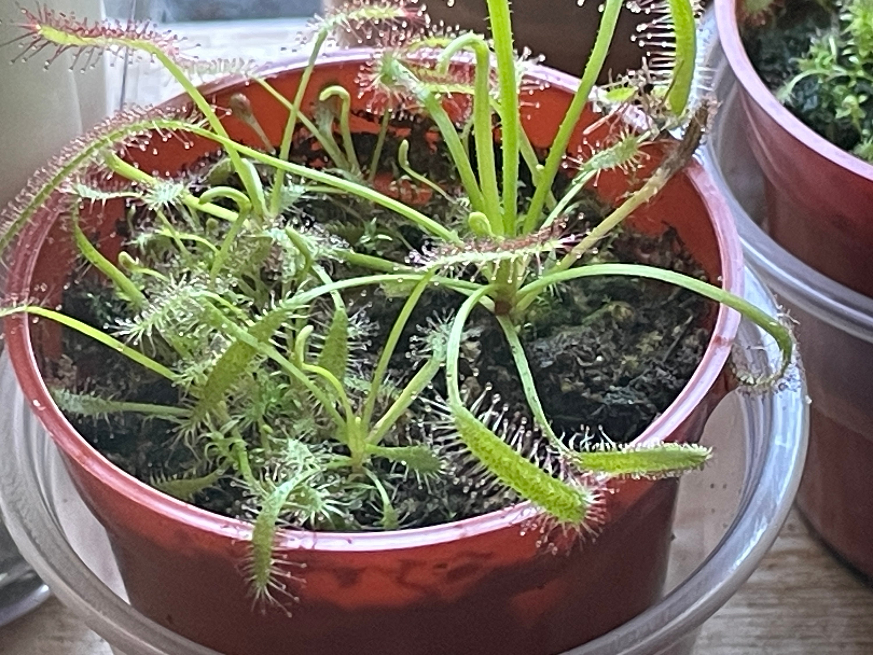 Carnivorous Plant, Easy Beginners Potted Houseplant, Pink Sundew