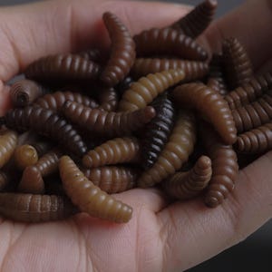 May include: A close-up of a hand holding a pile of brown and black plastic fishing worms.