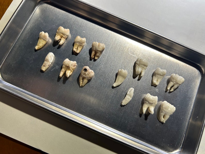 Realsitic Tooth Realistic Human Teeth Resin Replicas for SFX , Oddities , Jewelry ,film ...