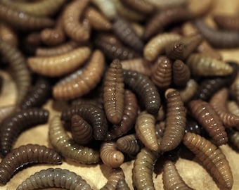 Maggots for SFX makeup/film/TV/movie/halloween/zombie props