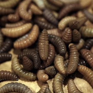 Squishy Maggots (dark) worm for SFX makeup/film/TV/movie/halloween/zombie props